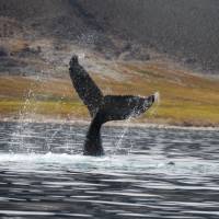 The flapping tail of an ocean giant near Yttygran Island |  <i>Rachel Imber</i>