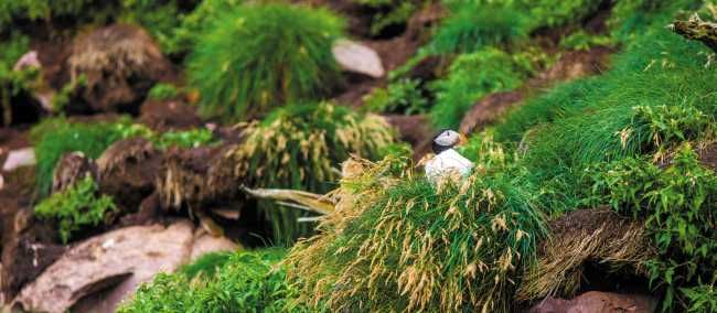 The Atlantic puffin’s bright orange beak makes it easy to spot | Barrett & MacKay Photo