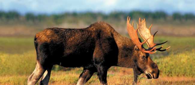 Bull Moose, Newfoundland