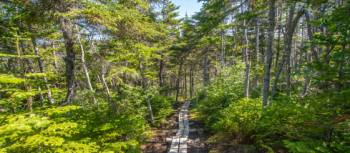 The East Coast Trail weaves through the quiet coastal forest | Sherry Ott