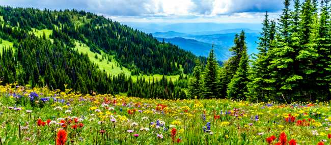 Colourful alpine meadows in the Okanagan region