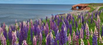 Marvel at colourful displays of lupines, in season, all across the island | Sherry Ott