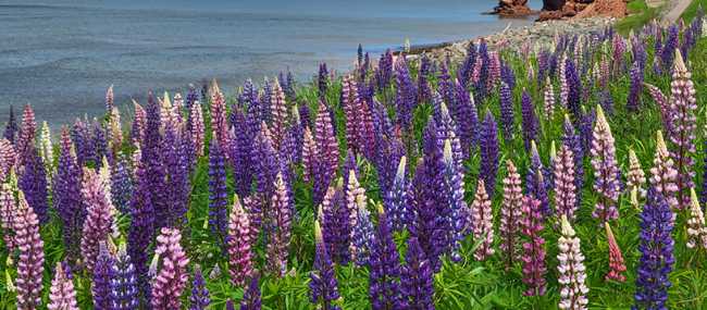 Marvel at colourful displays of lupines, in season, all across the island | Sherry Ott
