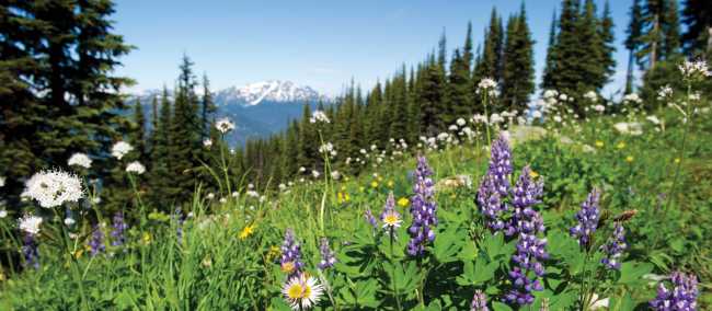 Summer wildflowers in the Coast Mountains, BC | Tourism Whistler/Mike Crane