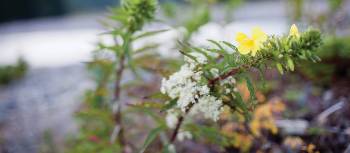 Wild flowers at Little Salmon. | Guy Wilkinson