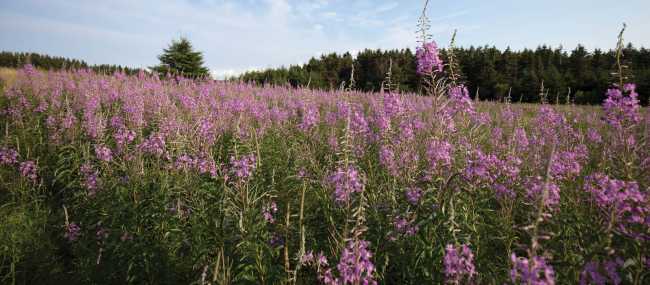 Wildflowers lining the way along the Confederation Trail | Guy Wilkinson